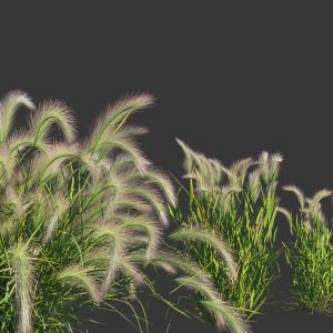 Hordeum Jubatum Plant