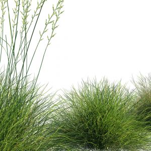 Blue Fescue