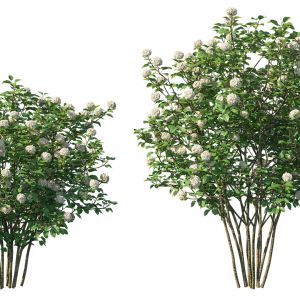 Viburnum Dentatum Tree