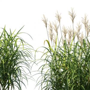 Miscanthus Giganteus Plant