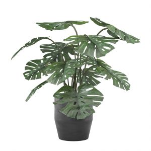 Indoor And Outdoor Monstera Plant