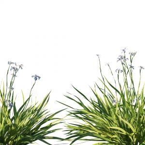 Dietes Grandiflora Plant