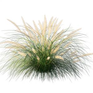 Pennisetum Setaceum Plant