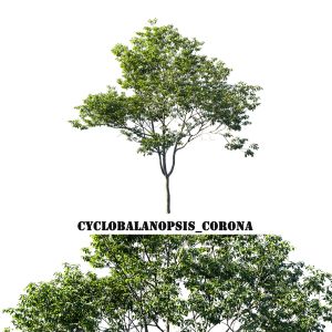 Cyclobalanopsis Glauca Tree