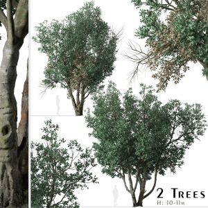 Set of Tanbark Oak Tree (Lithocarpus densiflorus)