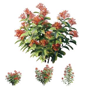 Ixora Plant Set 01