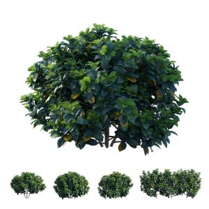 Gardenia Angustifolia Merr Plant Set 03