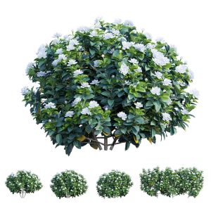 Gardenia Angustifolia Merr Plant Set 05