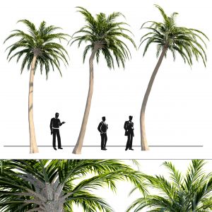 Palm Tree Set 03