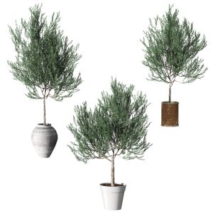 A Set Of Olive Trees In Different Pots