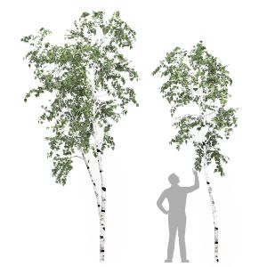 Birch Tree Set 8