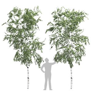 Birch Tree Set 10