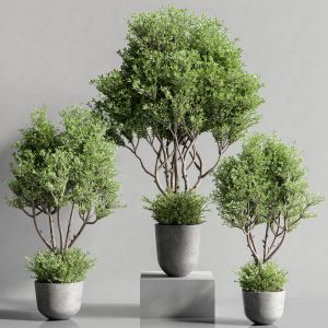 Indoor Plant Set 82