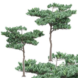 Pine 4