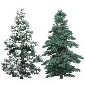 Spruce 1