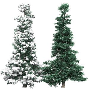 Spruce 2