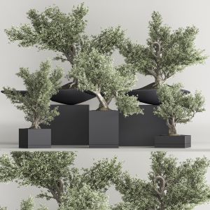 Bonsai And Indoor Plant Set 55