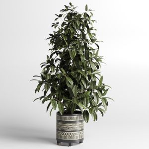 Ficus Plant By Handmade Pottery Vase 226