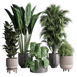 Collection Indoor Plant 185 Pot Plant Ficus Rubber