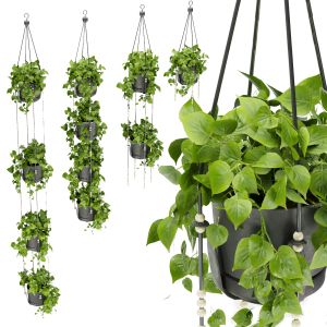 Collection Plant Vol 336 - Pothos - Hanging - Ampe