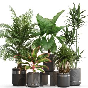 Plants Collection 720