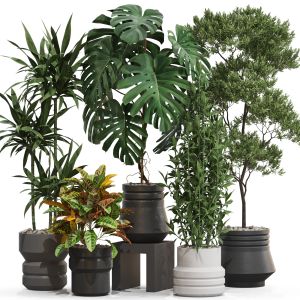 Plants Collection 721