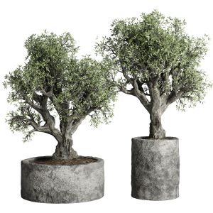 Collection Outdoor Plant 79 Pot Old Olive Tree