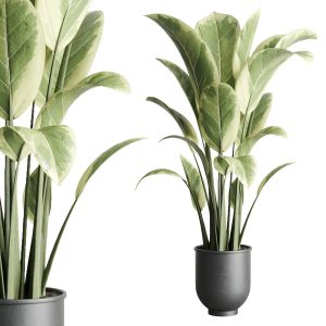 Ficus Elastica Pot Indoor Outdoor Plant 229 Concre