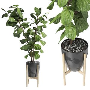 Ficus Lyrata  Indoor Plant 181 Metal Dirt Vase