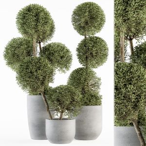 Outdoor Plant Set 234 - Topiary Ball In Pot