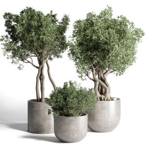 Collection Outdoor Indoor Plant 76 Concrete Dirt