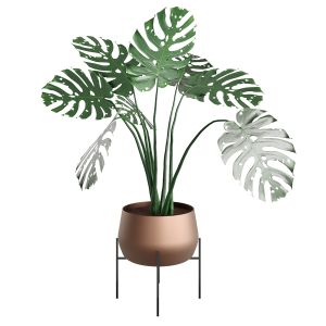 Indoor Plant 004