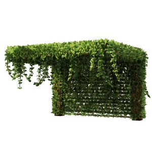 Pergola Vine Bower, Climbing Plant