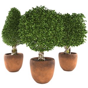 Collection Of Plants 001 Boxwood Trees