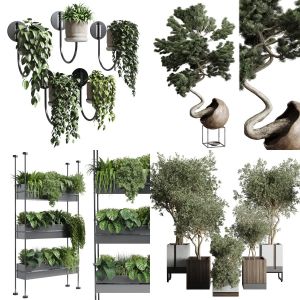 Indoor plant collection vol 03  Collection of wall plants and bonsai plants, standing plants and 5 p