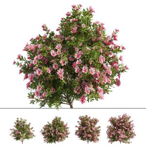 4 Spring Azalea Flower Bush