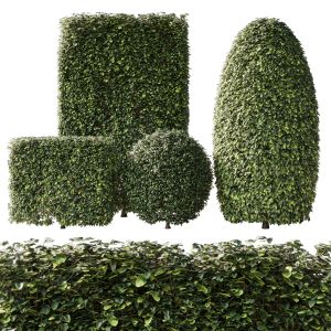 Bush Collection Shrubs Cube Oval Circle And Rectan