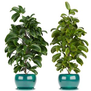 Collection Plant Vol 349 - Indoor - Leaf - Rubber