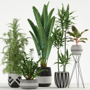 Plants Collection 726