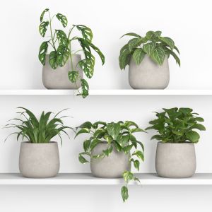 Plants On Shelf 02