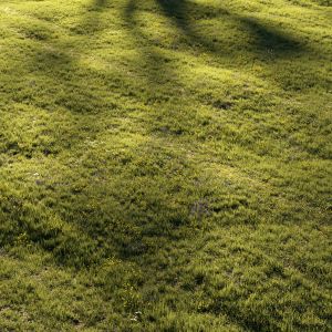 Grass And Flowers