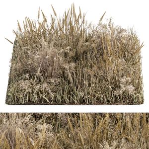 Wild Grass Dried And Wheat - Grass Set 04