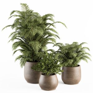 Outdoor Plant Set 247 - Tropical Plants