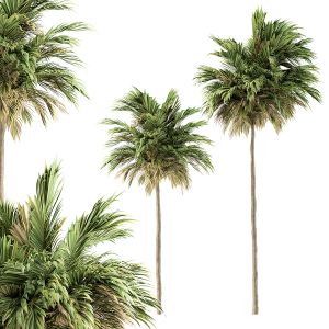 Tree Green Palm - Two Size - Set 47