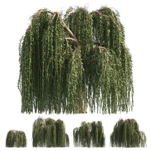 4 Weeping Willow Salix Babylonica Trees