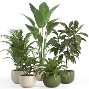 Indoor Plant Set 025