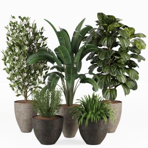 Plant Collection 009