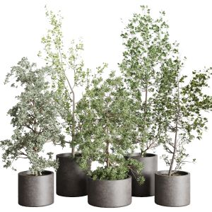 Collection Outdoor Plant 106 Pot Tree Bush Concret