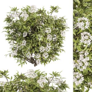 White Flower Bush - Bush Set 30