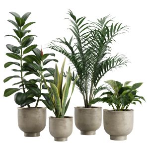 Indoor Plants Pack 20